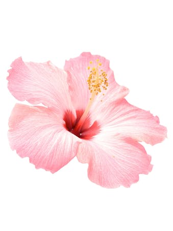 Picture of Hibiscus