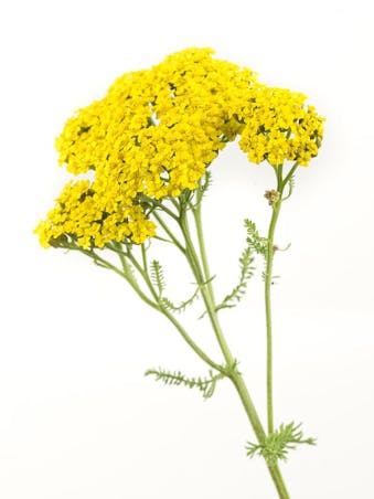 Picture of Yarrow