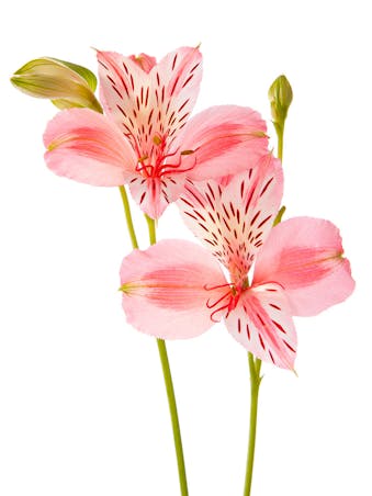 Picture of Alstroemeria (Peruvian Lily)