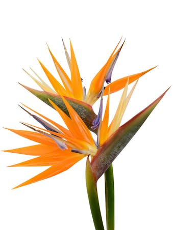 Picture of Birds of Paradise