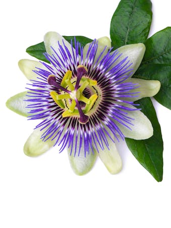 Picture of Blue Passion Flower