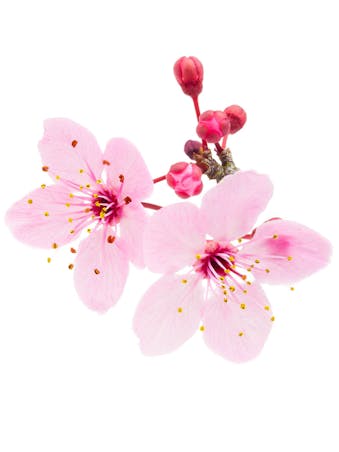 Picture of Cherry Blossom