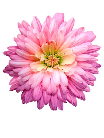 Picture of Chrysanthemums