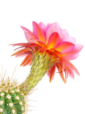 Picture of Echinopsis Trichocereus Lobivia hybrid cactus