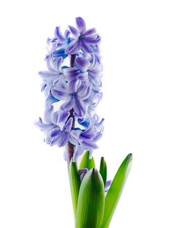Picture of Hyacinth