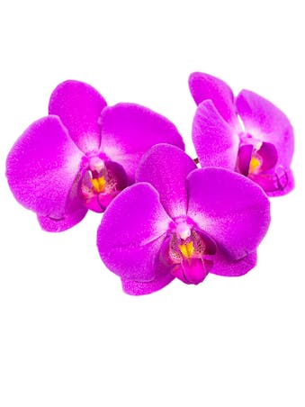 Picture of Orchid