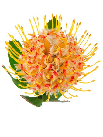 Picture of Pin-cushion Protea